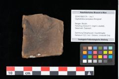 Foto (Objekt + Etikett) von Glyptostrobus europaeus Brongniart (NHMW-GEO-2024-0188-0174)